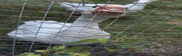 Geese poultry for sale: 2 geese for sale  in Northwich - Advert 4