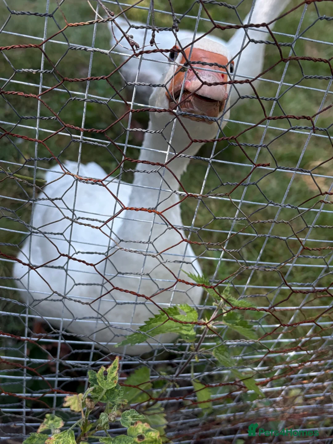 Geese poultry for sale: 2 geese for sale  in Northwich - Advert 4