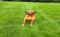 Labrador Retriever dogs for sale: KC Fox Red Labrador puppies - Image 12