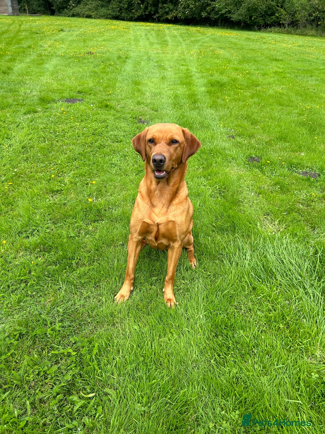 Labrador Retriever dogs for sale: KC Fox Red Labrador puppies - Image 12
