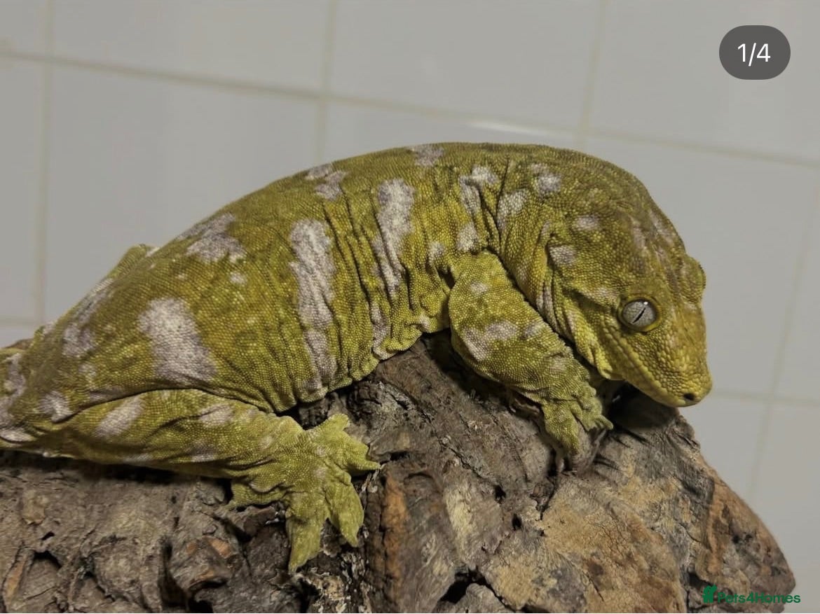 Gecko reptiles Collection of leachie geckos  - Advert 22
