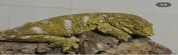 Gecko reptiles for sale: Collection of leachie geckos  - Advert 1