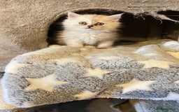 Persian cats for sale: Persian kitten ready to go - Image 11