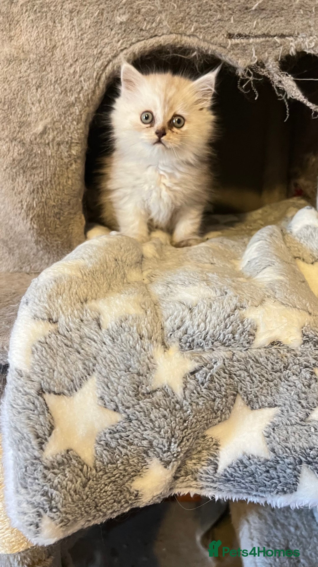 Persian cats for sale: Persian kitten ready to go - Image 11