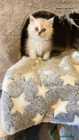 Persian cats - Advert 14