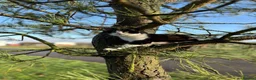 Mixed Breed cats for sale: Kittens for sale  in Melton Mowbray - Advert 1