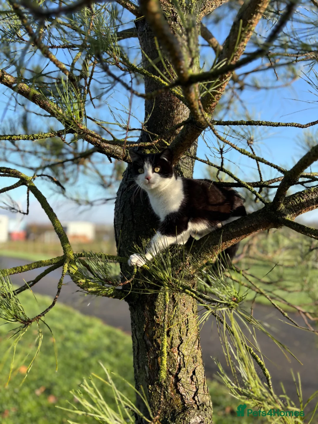 Mixed Breed cats for sale: Kittens for sale  in Melton Mowbray - Advert 1