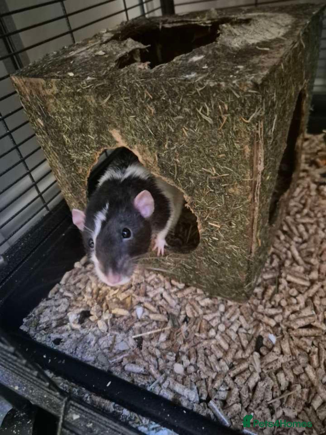 Rat rodents for sale: 2 male dumbo rats need rehoming!! - Image 4