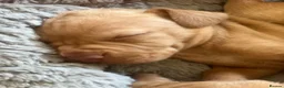 Hungarian Vizsla dogs for sale: Crufts Best in Show & Elite working Bloodlines - Advert 15
