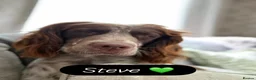 Cocker Spaniel dogs for sale: Beautiful Cocker Spaniel Puppies - Advert 2
