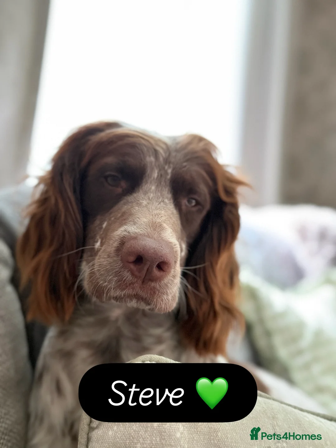 Cocker Spaniel dogs for sale: Beautiful Cocker Spaniel Puppies - Advert 2