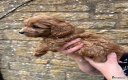 Cavapoo dogs for sale: Cavapoos puppies  - Image 25