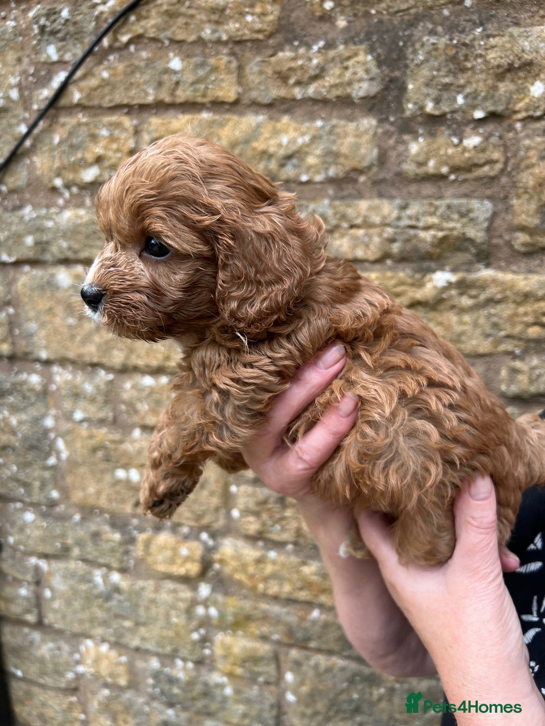 Cavapoo dogs for sale: Cavapoos puppies  - Image 25