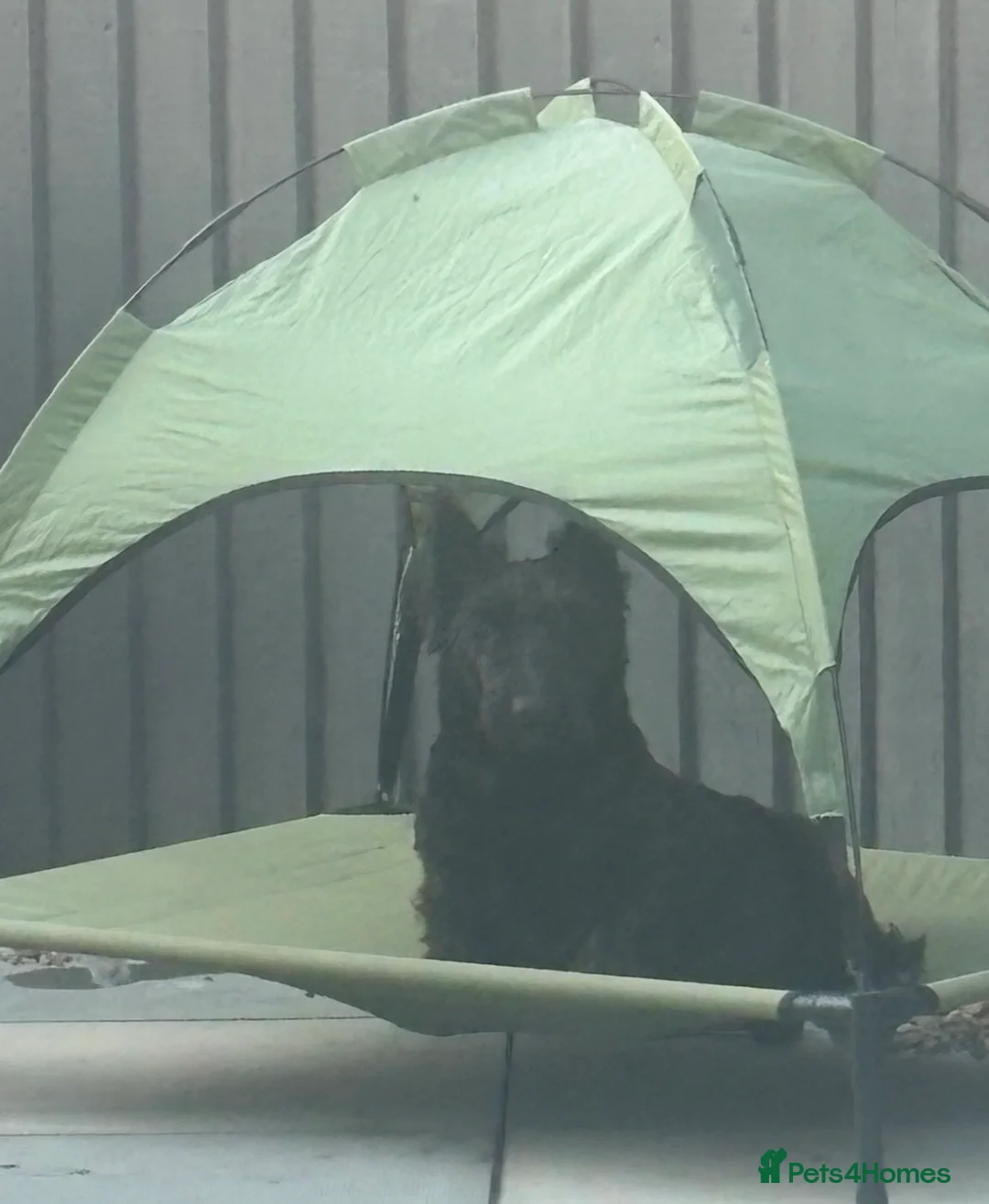 Scottish Terrier dogs for sale: Beautiful Scottie’s  - Advert 1