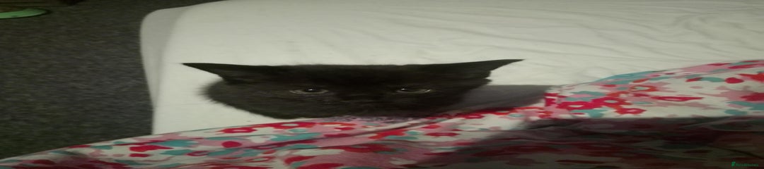 British Shorthair black girl 
