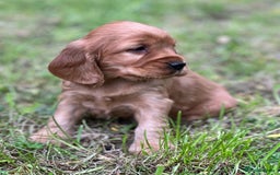 Cocker Spaniel dogs for stud: 100% SHOW TYPE, KC REGISTERED, 100% SUCCESS RATE in Crewe - Image 17