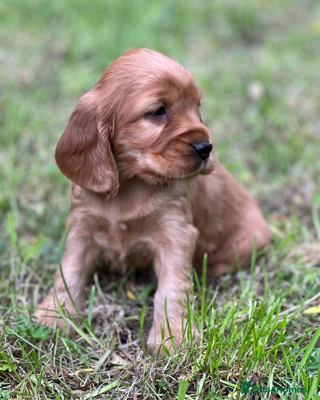 Cocker Spaniel dogs for stud: 100% SHOW TYPE, KC REGISTERED, 100% SUCCESS RATE in Crewe - Image 17