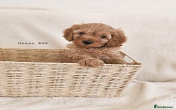 Cavapoo dogs for sale: Adorable F1b Cavapoo Puppies Ready from 20th Sept - Image 15