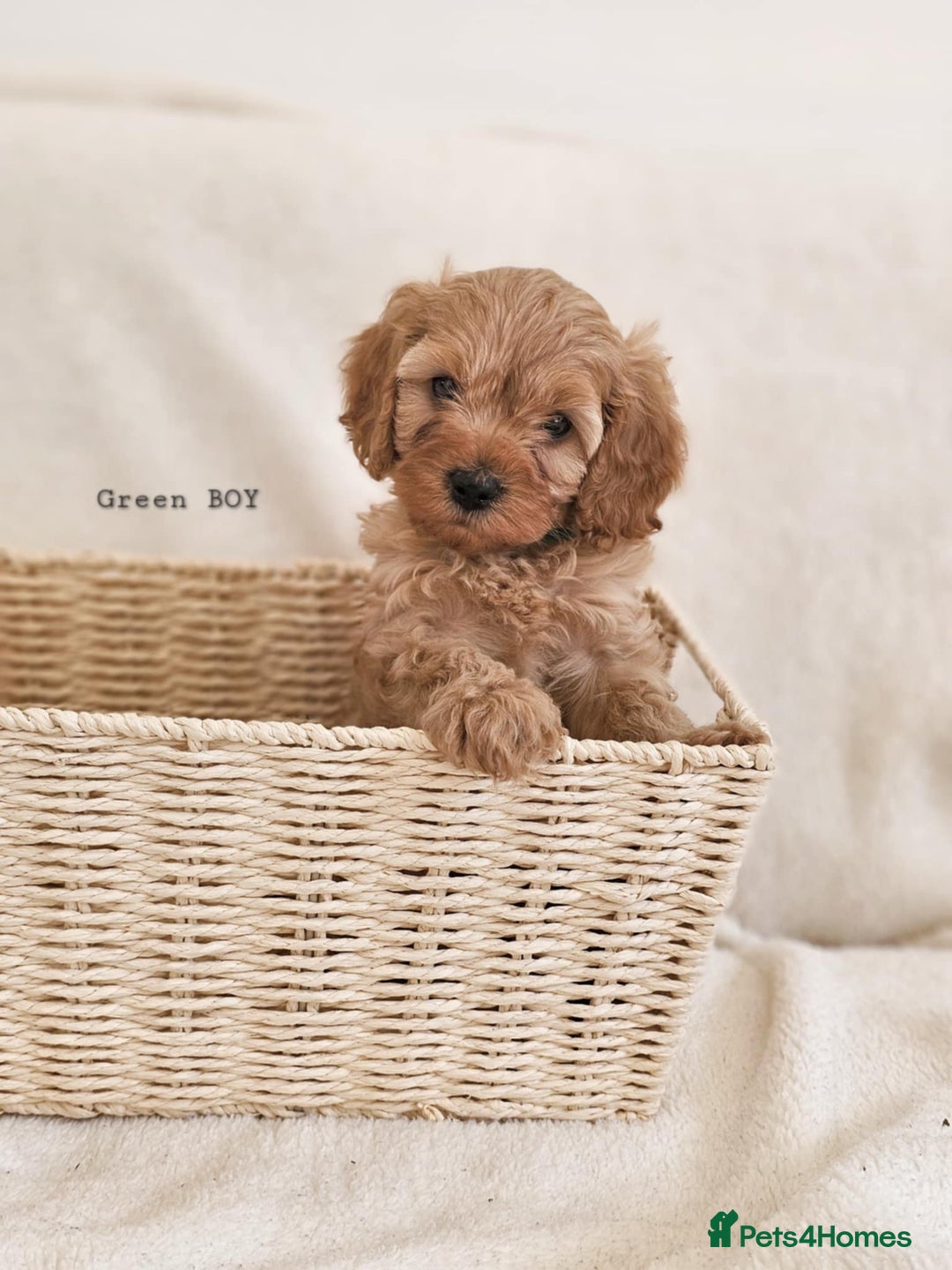Cavapoo dogs for sale: Adorable F1b Cavapoo Puppies Ready from 20th Sept - Image 15