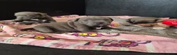 Staffordshire Bull Terrier dogs for sale: Blue Staffy - A Very Special Final Litter 💙 - Advert 17