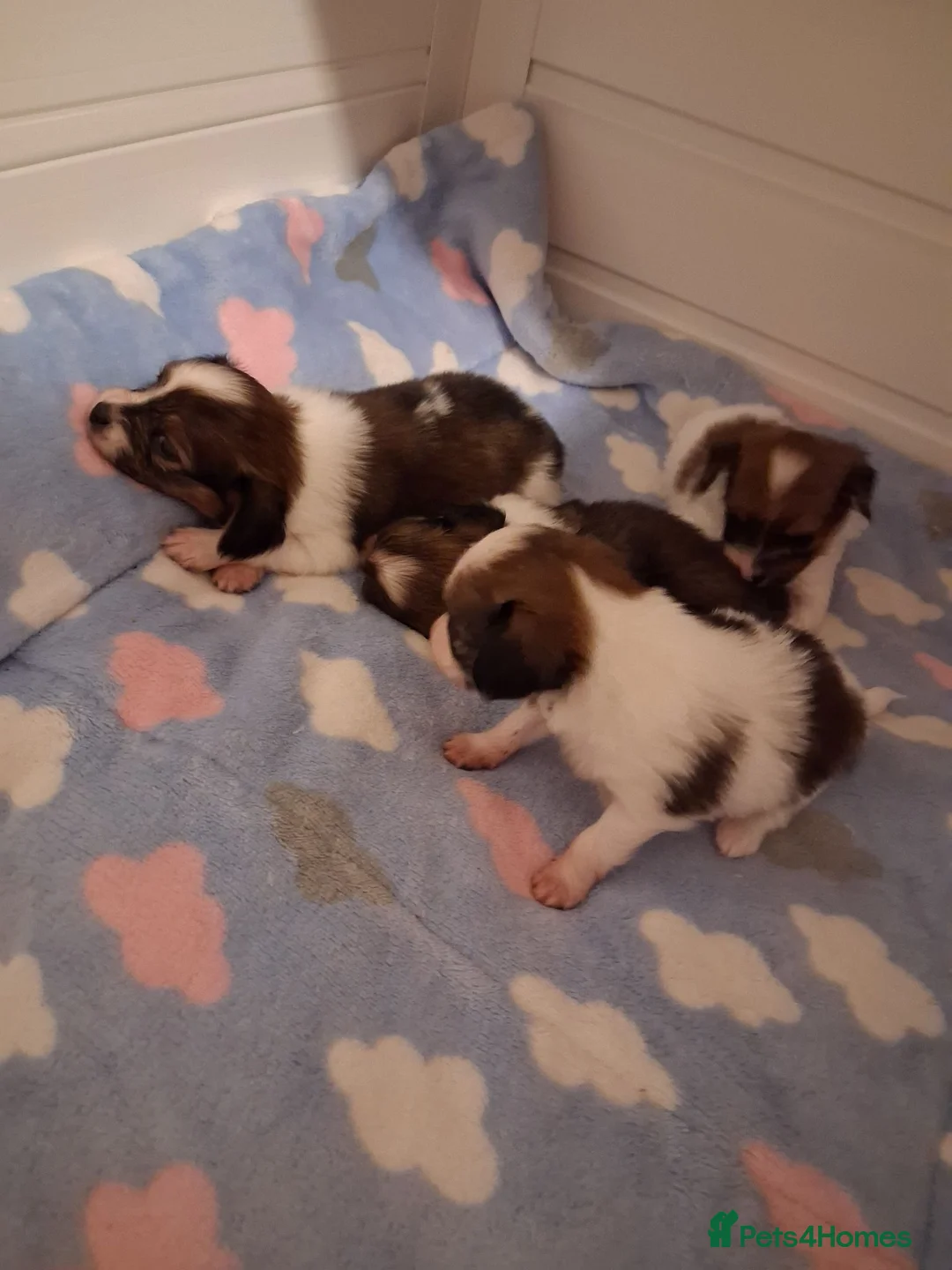 Papillon dogs for sale: Fully Health Tested Papillon Puppies for Sale in Birkenhead - Advert 3