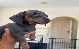 Dachshund dogs for sale: Dachshund puppies  - Image 5