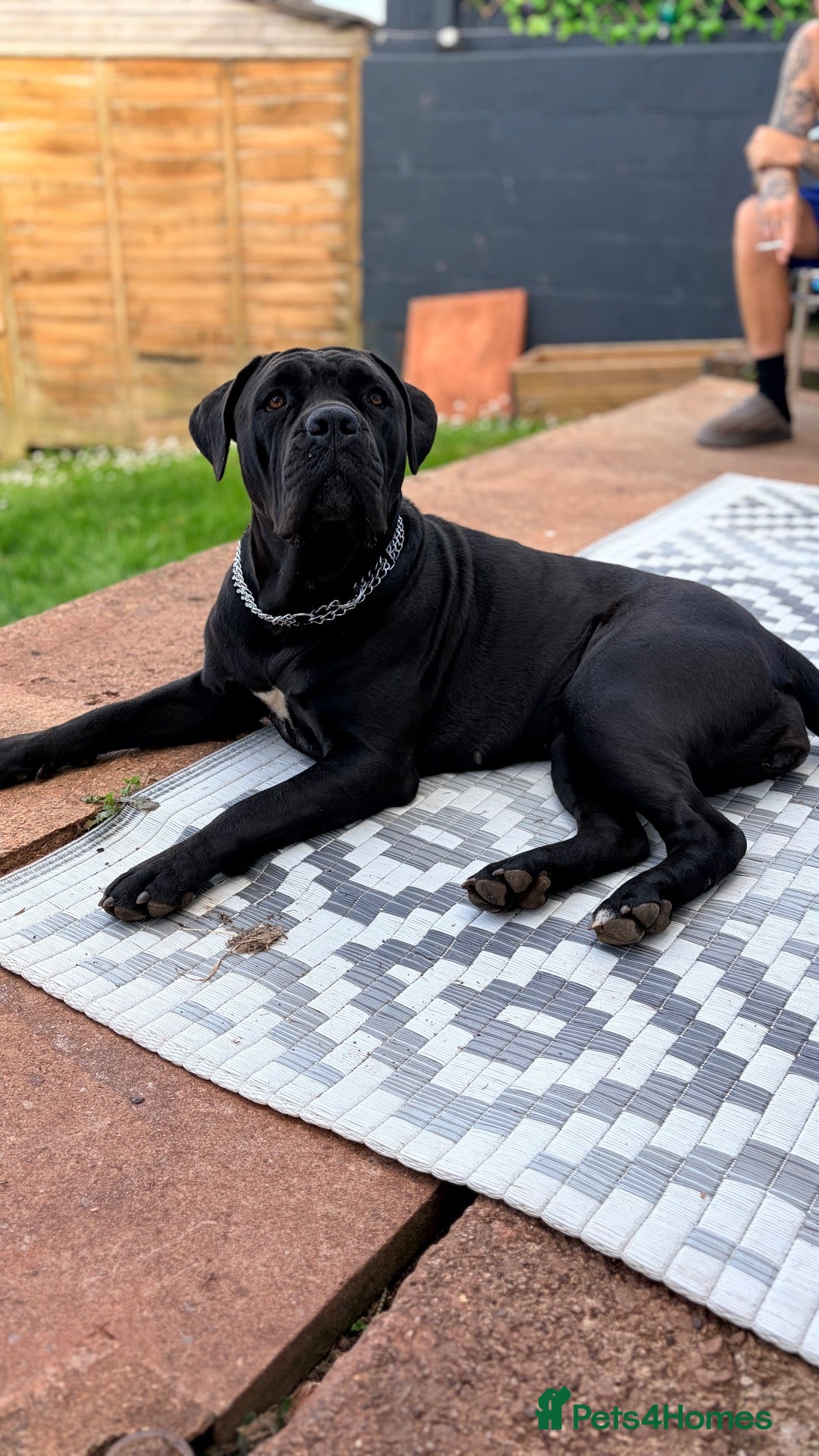 Cane Corso dogs Cane corso puppies - Advert 1