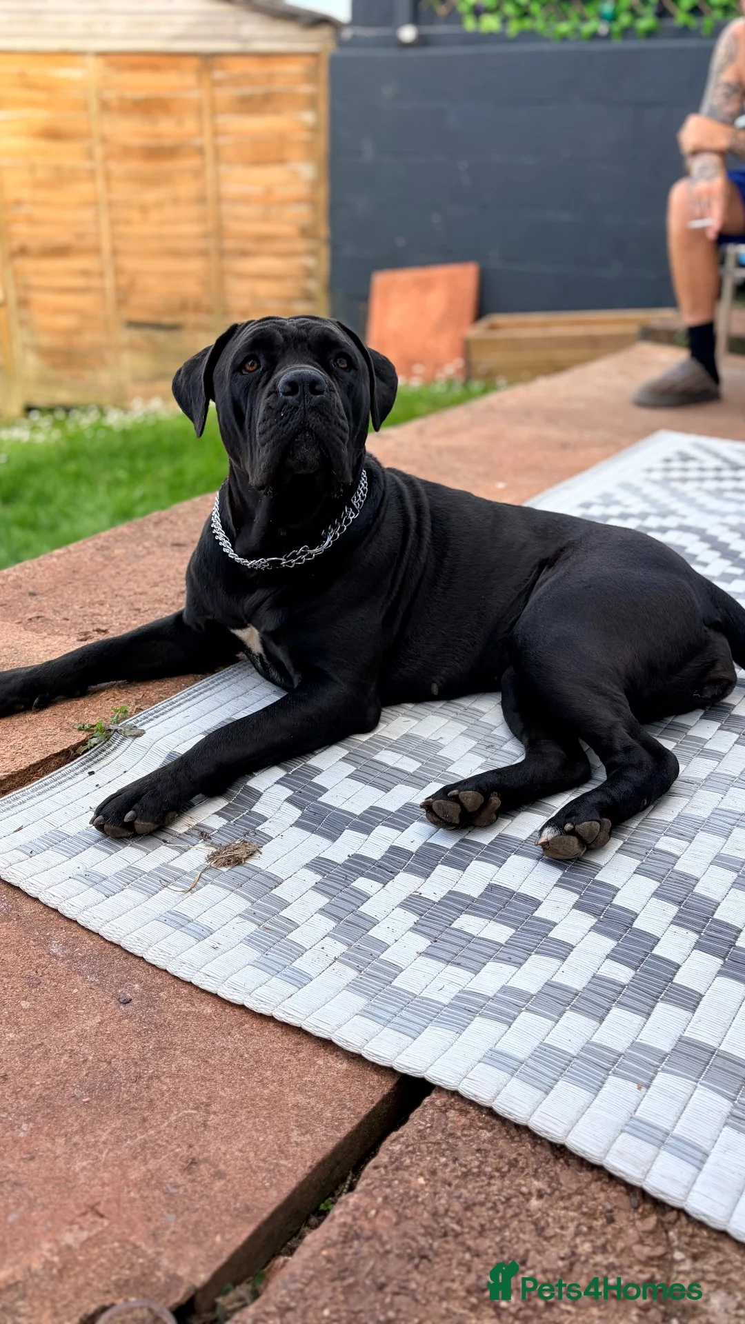 Cane Corso dogs for sale: Cane corso puppies in Torquay - Advert 1
