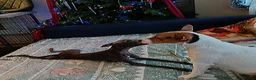 Italian Greyhound dogs for sale: Beautiful Italian Greyhound Puppies – 2 Girls, Boy - Advert 14