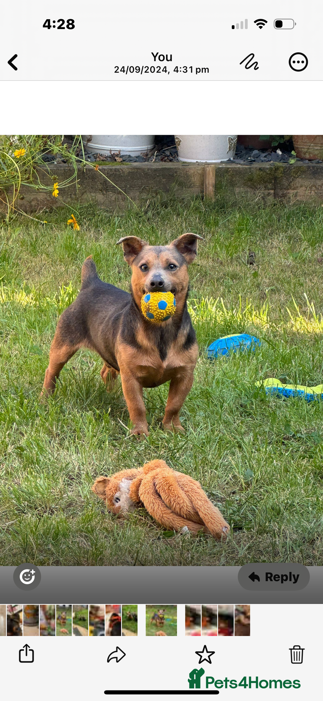 Mixed Breed dogs for sale: Stunning Jack Russell pups ready for loving homes  - Advert 11