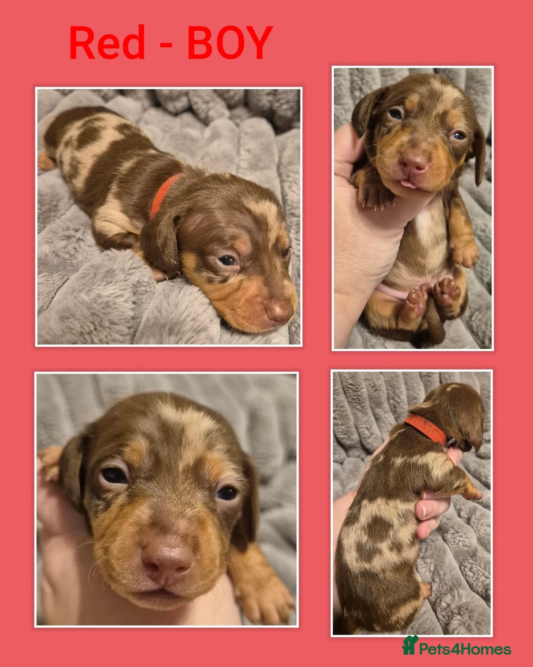 Miniature Dachshund dogs for sale: KC Miniature Dachshund Puppies - Advert 5