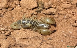 Scorpions invertebrates for sale: Golden desert scorpions in Lingfield - Image 4