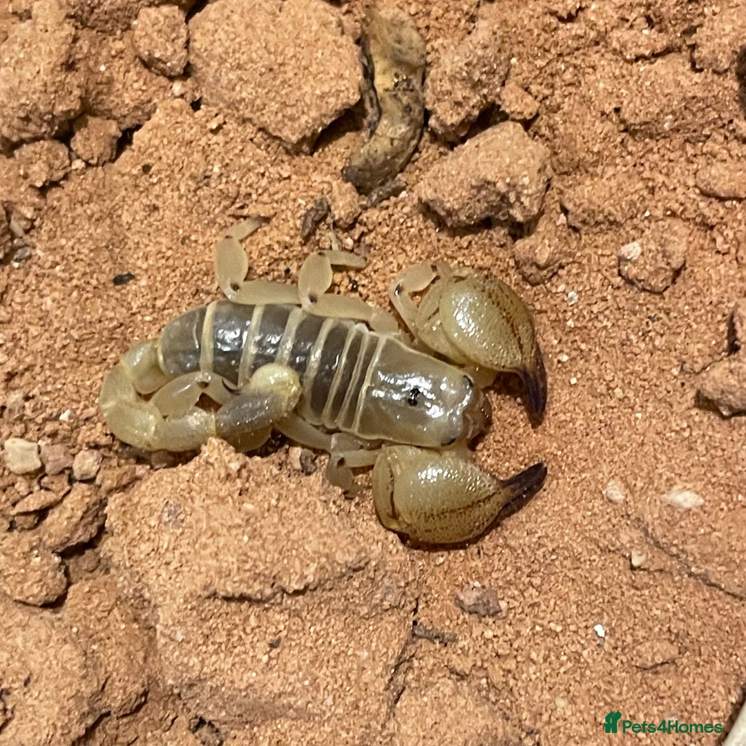 Scorpions invertebrates for sale: Golden desert scorpions in Lingfield - Image 4