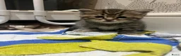 American Shorthair cats for sale: Beautiful BSH Kittens for sales  - Advert 5