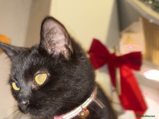 Bombay cats Black beauties🧡 - Advert 18