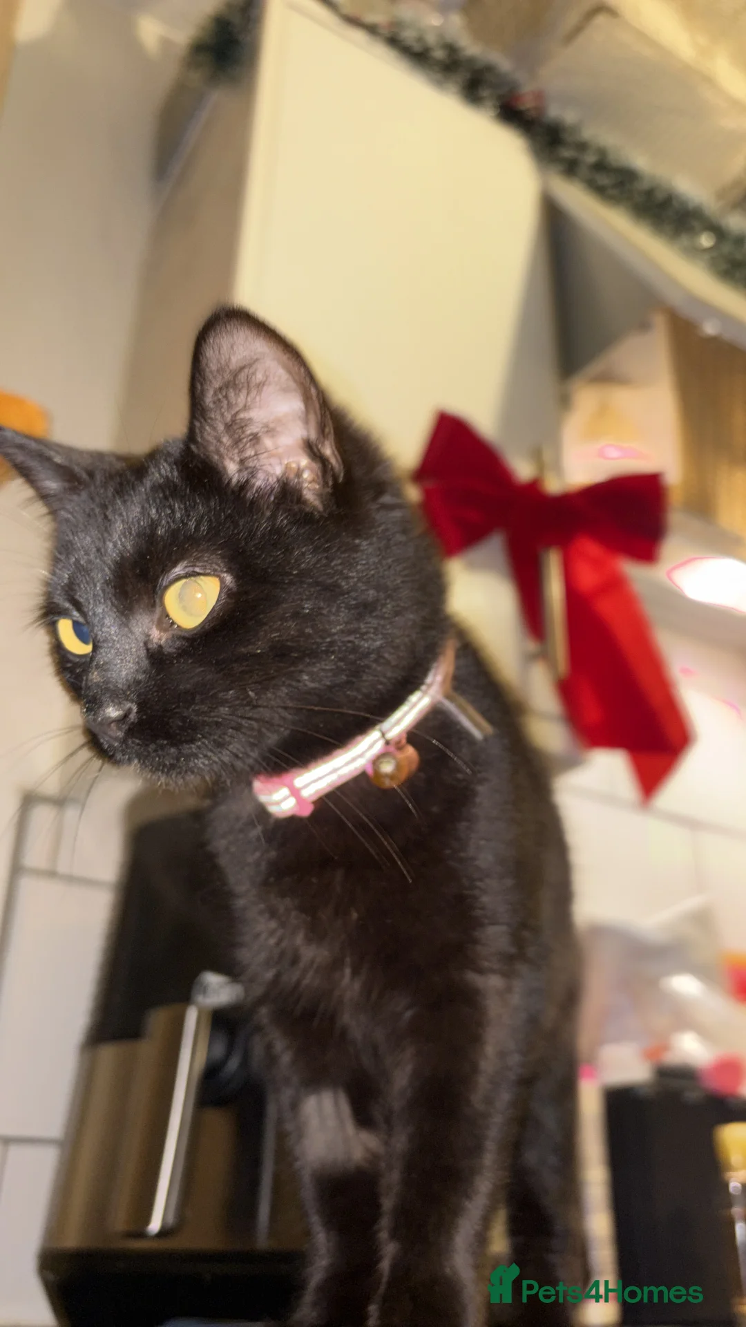 Bombay cats for sale: Black beauties🧡 - Advert 1