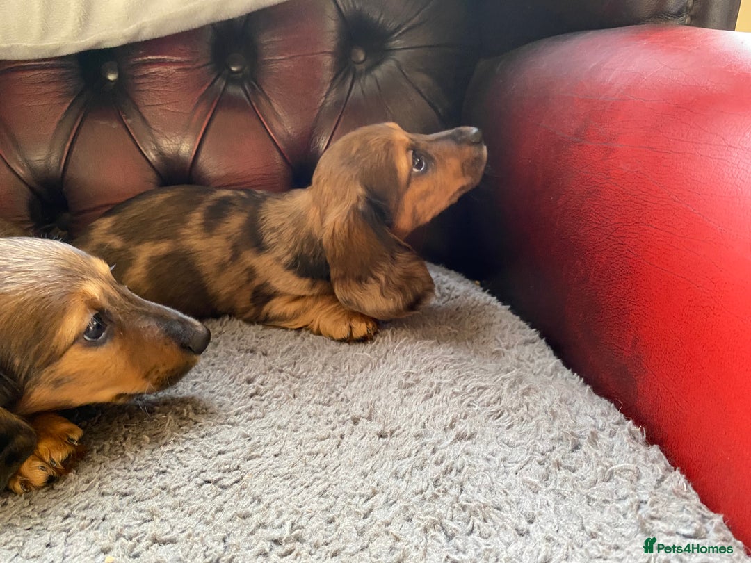 Miniature Dachshund dogs for sale: MINIATURE DACHSHUND PUPPIES  - Advert 8