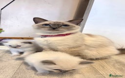 Ragdoll cats for sale: Male ragdoll - Image 1