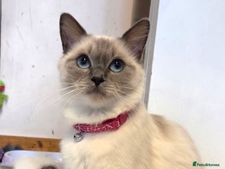 Ragdoll cats Male ragdoll - Advert 8