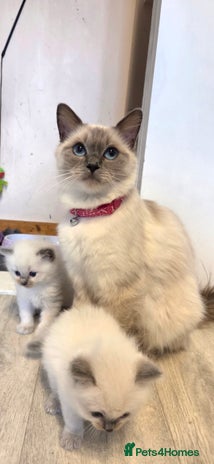 Ragdoll cats - Advert 1