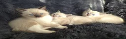 Ragdoll cats for sale: Ragdoll Cross Kittens  - Advert 1