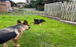German Shepherd dogs for sale: 4 Month Male GSD looking for experienced home only - Image 3