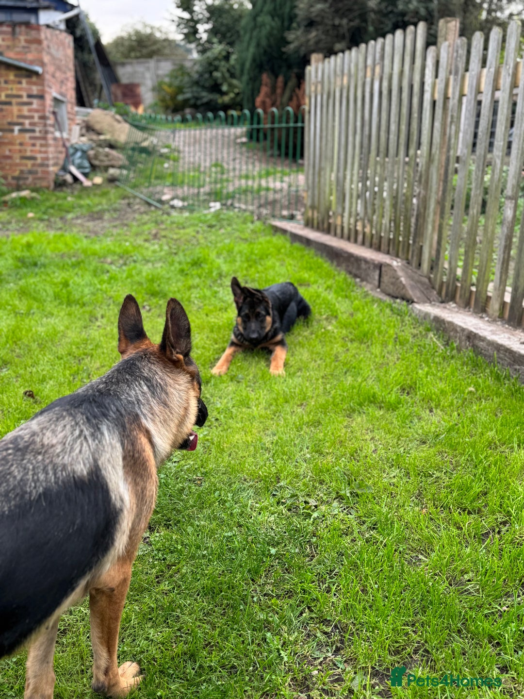 German Shepherd dogs for sale: 4 Month Male GSD looking for experienced home only - Image 3