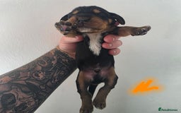 Bocker dogs for sale: 7x Bocker pups (born 22/06/2025) - Image 21