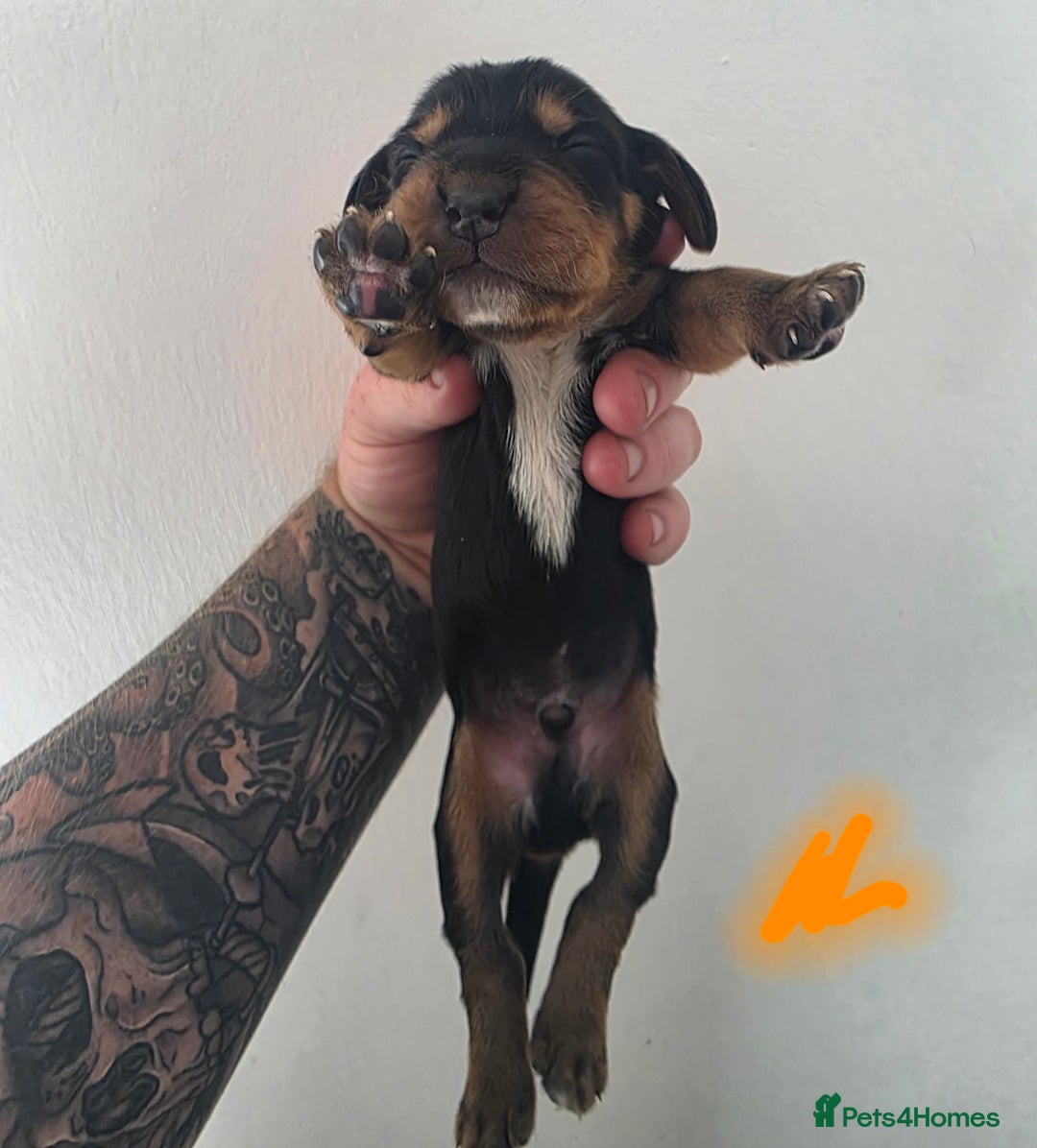 Bocker dogs for sale: 7x Bocker pups (born 22/06/2025) - Image 21