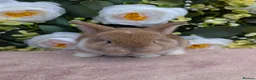 Mini Lop rabbits for sale: ❤️mini lop babies ❤️  - Advert 10