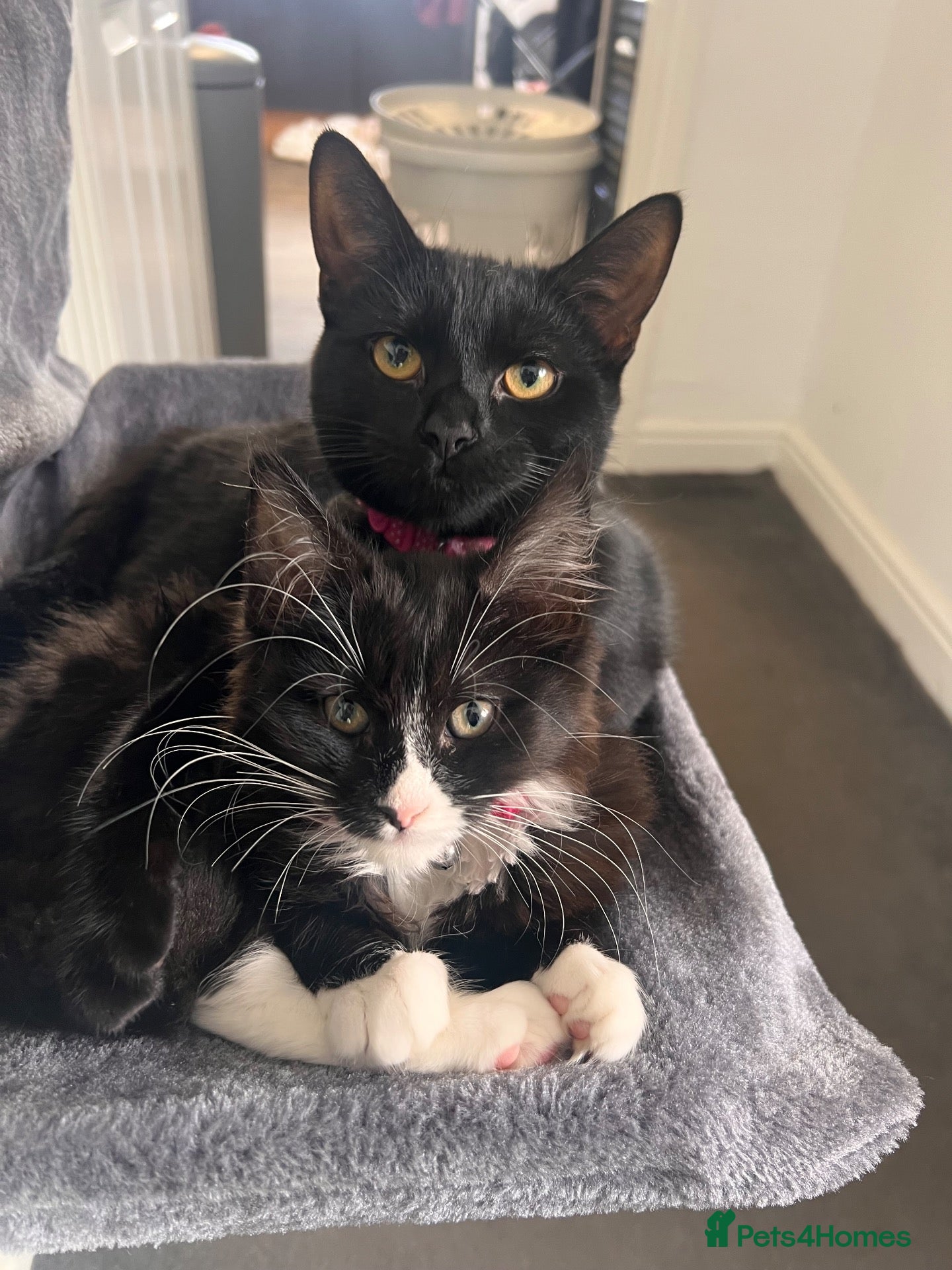 Mixed Breed cats Kittens for Sale - Advert 8