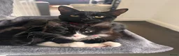 Mixed Breed cats for sale: Kittens for Sale in Hamilton - Advert 1