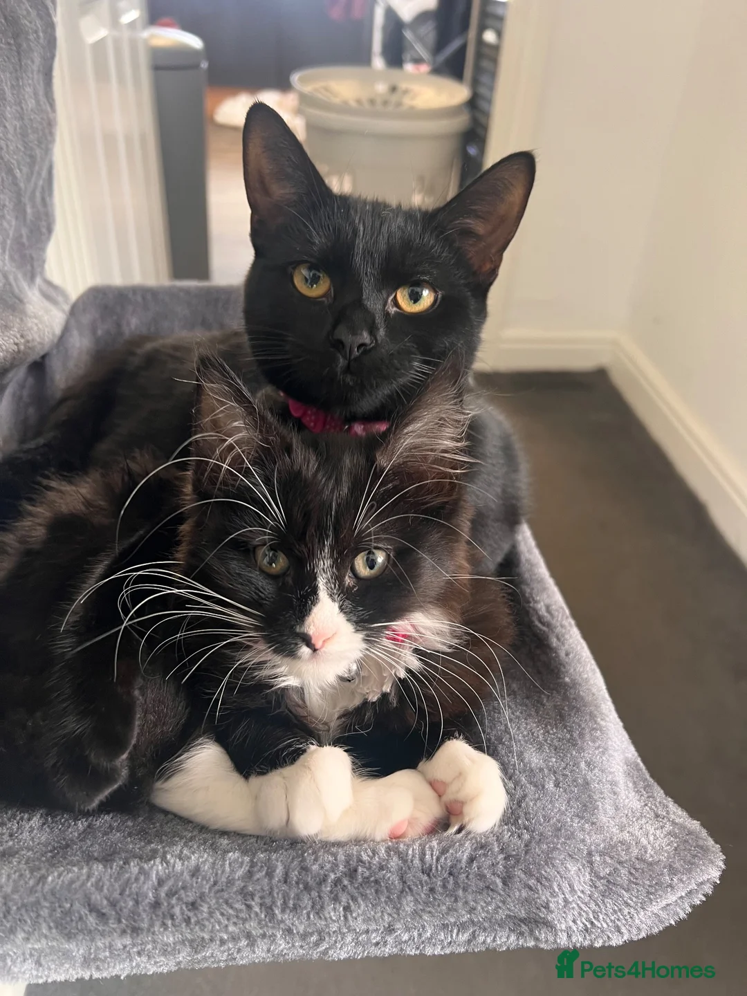 Mixed Breed cats for sale: Kittens for Sale in Hamilton - Advert 1