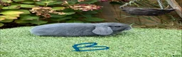 Mini Lop rabbits for sale: Pure bred mini lops .  - Advert 3